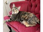 Adopt Tawnie a Tan or Fawn Tabby Domestic Shorthair (short coat) cat in