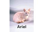 Adopt Ariel a Domestic Shorthair / Mixed (short coat) cat in Nashville