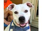 Adopt Jackson a White Boxer / Mixed dog in CUMMING, GA (30293780)