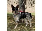 Adopt 6482 Orrie a Black - with White Catahoula Leopard Dog / Mixed Breed