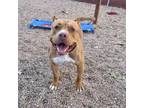 Adopt Sunny - Needs a Hero Foster or Adopter! a American Staffordshire Terrier /