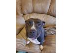 Adopt Minka a Black - with White American Staffordshire Terrier / Mixed dog in