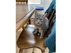 Adopt Penelope a Gray, Blue or Silver Tabby Domestic Shorthair / Mixed (short