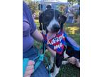 Adopt Orca a Black Beagle / Mixed Breed (Medium) / Mixed (short coat) dog in