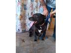 Adopt Reba a Black - with White Pit Bull Terrier dog in Opelousas, LA (39809387)