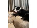 Adopt Trenton a Black - with White English Pointer / Mixed dog in Cincinnati