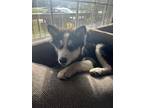 Adopt ToGo a Black - with White Husky / Mixed dog in Farmville, NC (39807297)