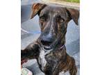 Adopt Maybelle a Brindle Catahoula Leopard Dog dog in St.