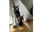 Adopt Holland a All Black Bombay (short coat) cat in New York, NY (39807148)