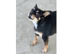 Adopt Bonnie a Miniature Pinscher dog in Winchester, CA (39806685)