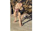 Adopt Bobby a Tan/Yellow/Fawn - with White Weimaraner / Mixed dog in Campbell