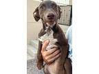Adopt Canela a Red/Golden/Orange/Chestnut - with Black Cattle Dog / Labrador