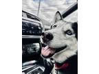 Adopt Burnie a Black - with White Husky / Mixed dog in Mt Lebanon, PA (39801895)