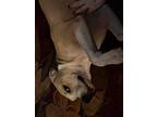 Adopt Casper a Tan/Yellow/Fawn - with White American Staffordshire Terrier /