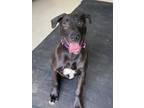 Adopt Bark Twain a Black Labrador Retriever / Mixed Breed (Medium) / Mixed