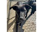 Adopt Dopey a Black - with White Labrador Retriever / Mixed dog in Richmond