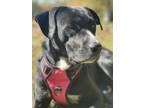 Adopt Sadie a Black - with White Labrador Retriever / Boxer / Mixed dog in