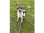 Adopt Burrito a White - with Black Australian Cattle Dog / English Shepherd dog
