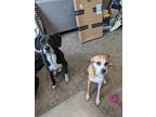 Adopt Kailey (bonded pair) a Black - with White Pointer / Labrador Retriever /