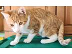Adopt Garfield a Orange or Red Tabby Domestic Shorthair (short coat) cat in