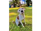 Adopt Penelope a White Mixed Breed (Small) / Mixed Breed (Medium) / Mixed (short