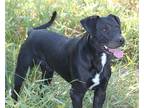 Adopt Tink Tink a Black Labrador Retriever / Boxer / Mixed dog in Bowdoin
