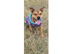 Adopt Everleigh a Tan/Yellow/Fawn - with White Pit Bull Terrier / Mixed dog in