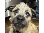 Adopt Huckleberry a Tricolor (Tan/Brown & Black & White) Border Terrier / Mixed