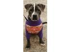 Adopt Mater a Gray/Blue/Silver/Salt & Pepper Cane Corso / American Pit Bull