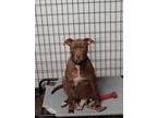 Adopt Zee a Red/Golden/Orange/Chestnut American Pit Bull Terrier / Mixed dog in