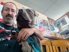 Adopt Slate - Medical Hold a Gray/Blue/Silver/Salt & Pepper American Pit Bull