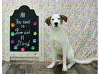 Adopt Lilligan K22 10-31-23 a White Labrador Retriever / Mixed Breed (Medium) /