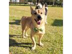 Adopt Birdle a Brown/Chocolate - with Black Corgi / Mixed dog in Durham