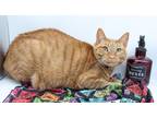 Adopt Merida II a Orange or Red Tabby Domestic Shorthair / Mixed cat in