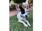 Adopt Grillete a White - with Black Fox Terrier (Toy) / Mixed dog in San Diego