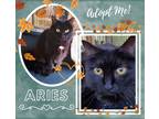 Adopt Aries a Black (Mostly) Domestic Longhair (long coat) cat in Paris