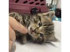 Adopt Knife a Domestic Shorthair / Mixed cat in Rocky Mount, VA (39081334)