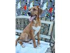 Adopt Maggie a Brown/Chocolate - with White Boxer / Cattle Dog / Mixed dog in