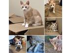 Adopt Court a Orange or Red Domestic Shorthair (short coat) cat in Walla Walla