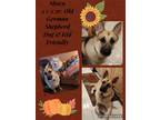 Adopt Mowu a Tan/Yellow/Fawn - with Black German Shepherd Dog / Mixed dog in