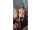 Adopt Tarragon a Red/Golden/Orange/Chestnut Shiba Inu / Mixed dog in Joplin