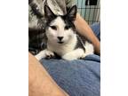 Adopt Spud a All Black Domestic Shorthair / Mixed Breed (Medium) / Mixed (short