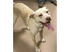 Adopt Trick a Tan/Yellow/Fawn American Pit Bull Terrier / Mixed Breed (Medium) /