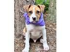 Adopt Maui a Red/Golden/Orange/Chestnut - with White Foxhound / Harrier / Mixed