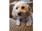 Adopt Benji a Tan/Yellow/Fawn Lhasa Apso / Dachshund / Mixed dog in South Saint