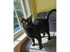 Adopt Luey a All Black American Shorthair cat in Greensboro, NC (39584295)