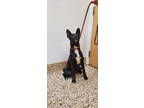 Adopt Tilly a Black Border Collie / Mixed Breed (Medium) / Mixed (short coat)