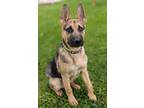 Adopt Obie a Black - with Tan, Yellow or Fawn German Shepherd Dog / Pit Bull