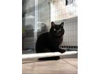 Adopt Casey a All Black Domestic Shorthair / Mixed (short coat) cat in
