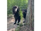 Adopt Roman a Belgian Shepherd / Australian Shepherd / Mixed dog in WAYNESVILLE